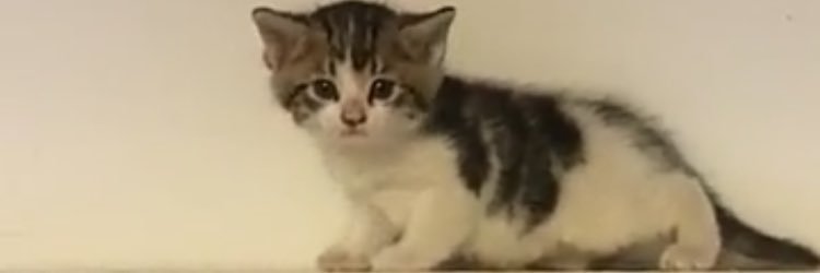 fishorcat's profile banner image