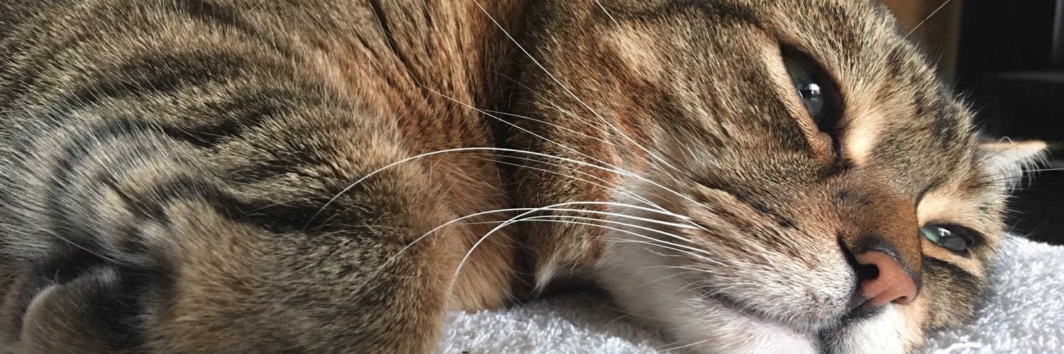 KuzjaTheCat's profile banner image