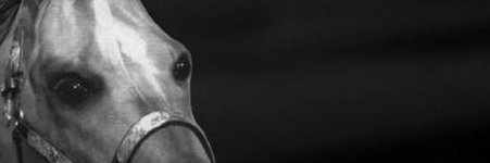 timaeus_Testify's profile banner image