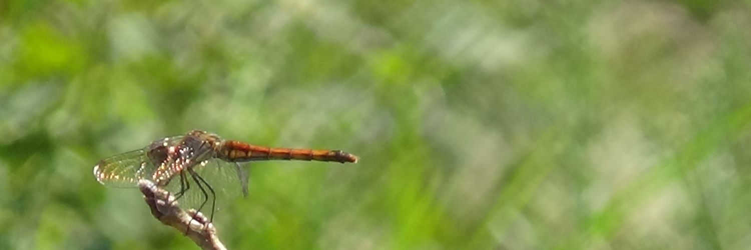 sandomenoA's profile banner image