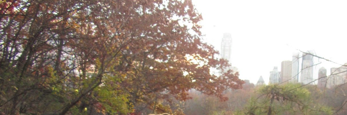 sofiariivas's profile banner image