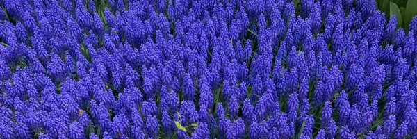 MhdSoza Profile Banner