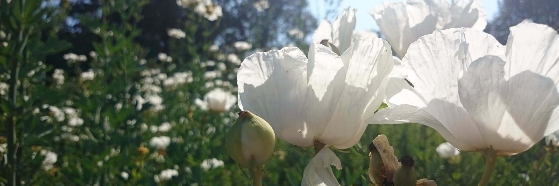 laura_evans77's profile banner image