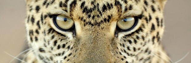 Lucho Runner ⭐️⭐️⭐️ (Lucho Mayorga) banner