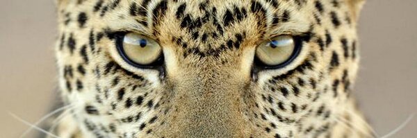 LuchoRunner Profile Banner