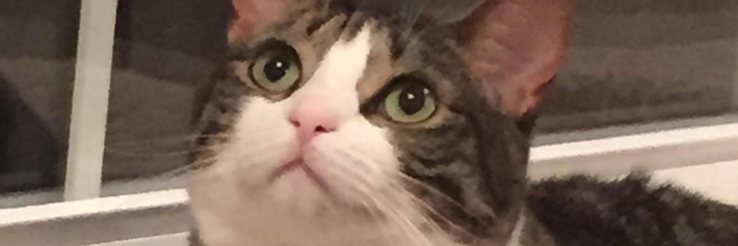 KyleSnowFanpage's profile banner image
