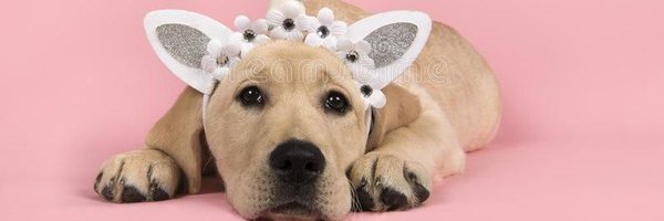 pup_ISO Profile Banner