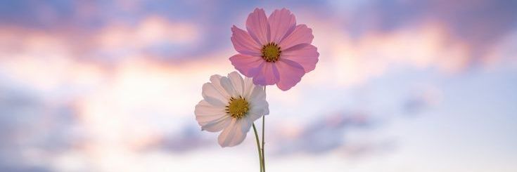 saraabdelshafi1's profile banner image