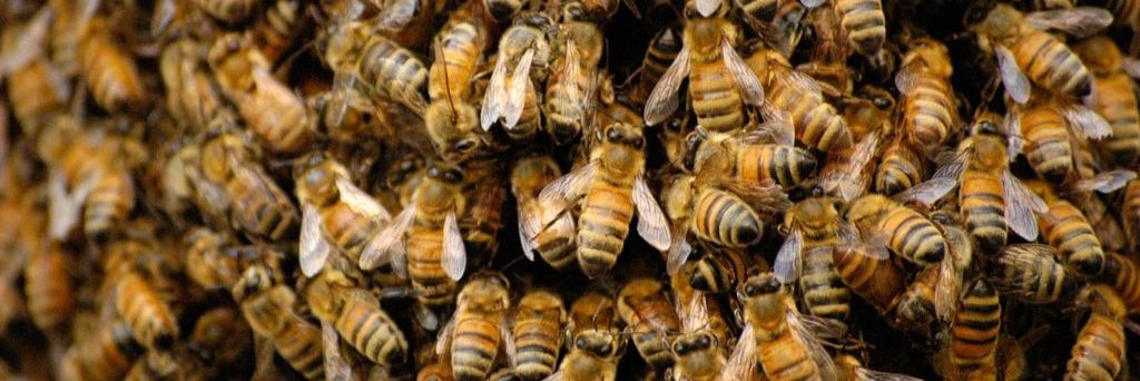 Tyler 🦢🐝🏴󠁧󠁢󠁷󠁬󠁳󠁿 banner