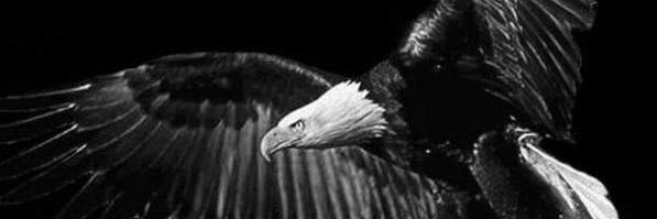 acelia_aci's profile banner image