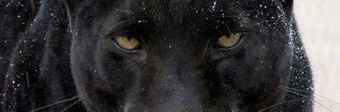 robebog's profile banner image