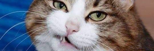 minieyes's profile banner image