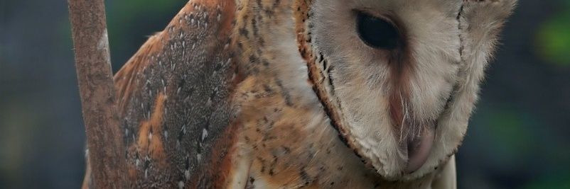 Camille Pyrrhula banner