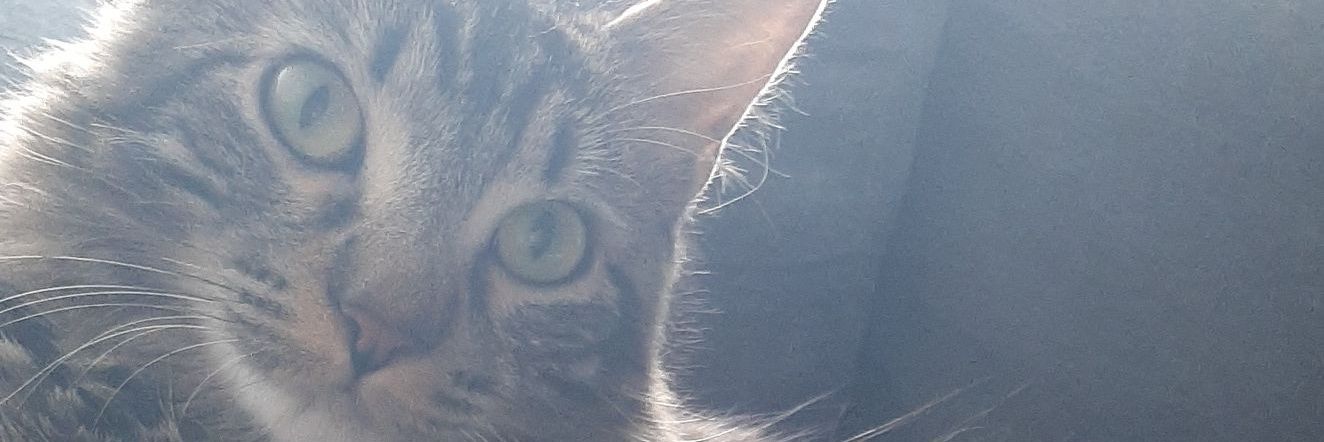 _Ali_zee_'s profile banner image