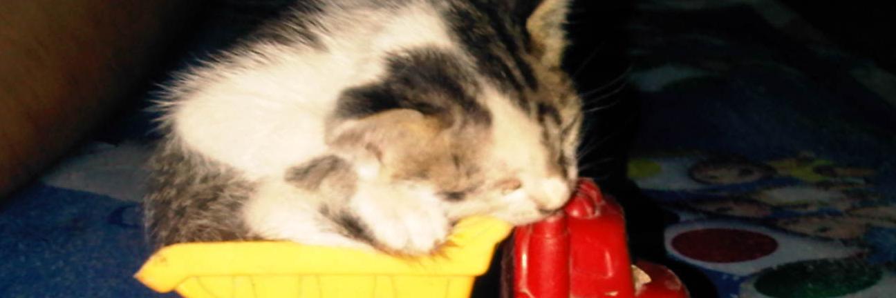 tryayanovia's profile banner image