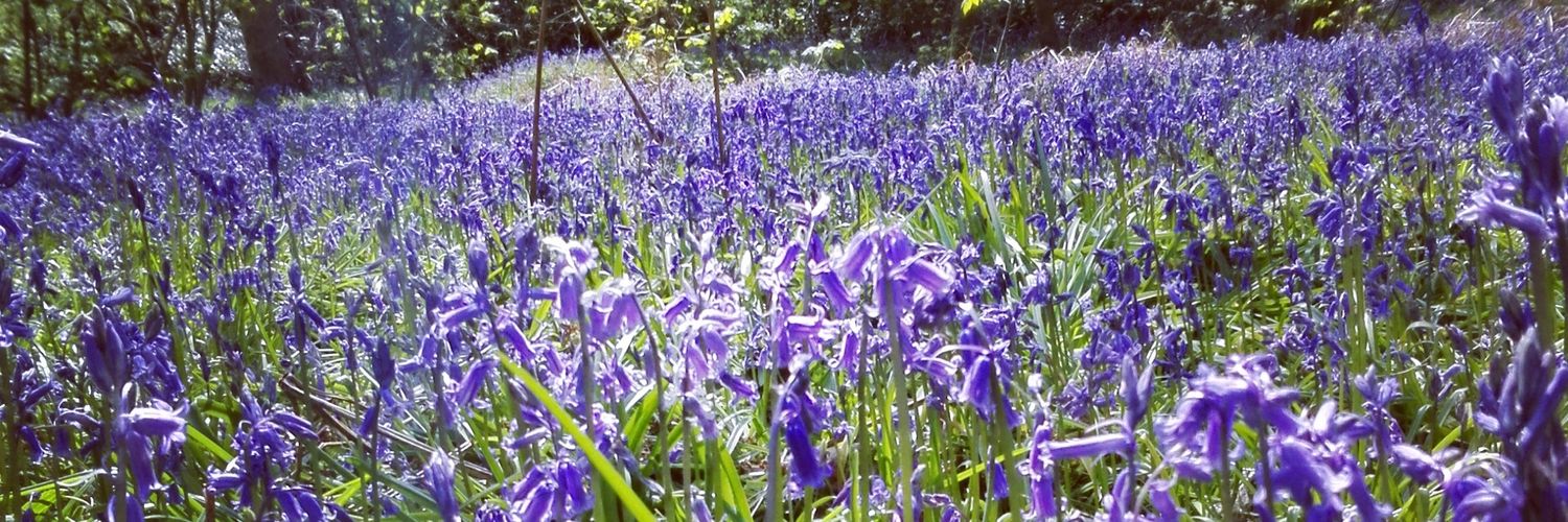 BluebellRes's profile banner image