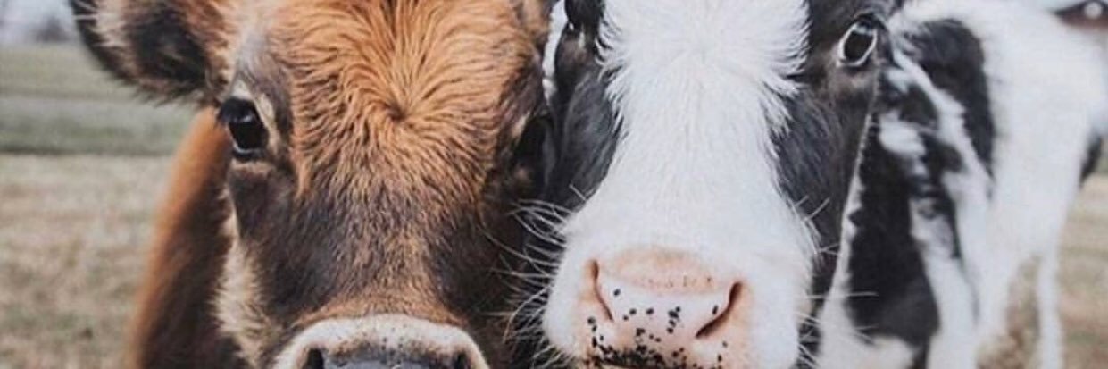 oldbagsofmetal's profile banner image