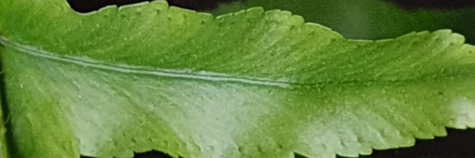 Dorota Z 🍀🇵🇱🇪🇺🏳️‍🌈😷⚡ banner