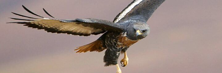 Alsagerq8's profile banner image