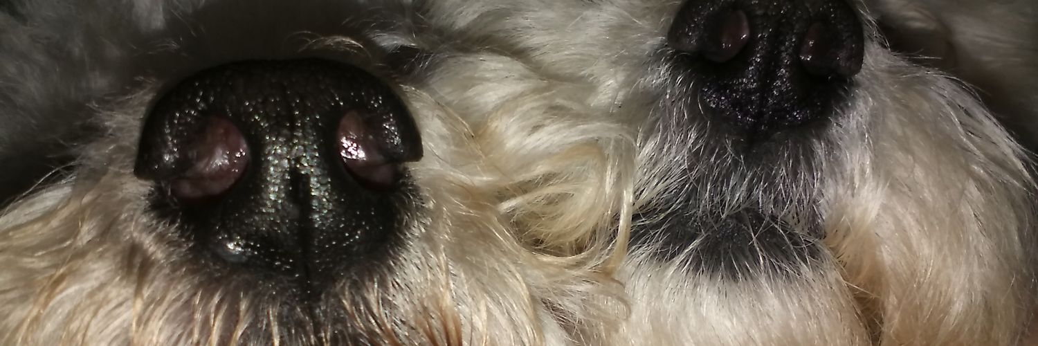 valezabala_'s profile banner image