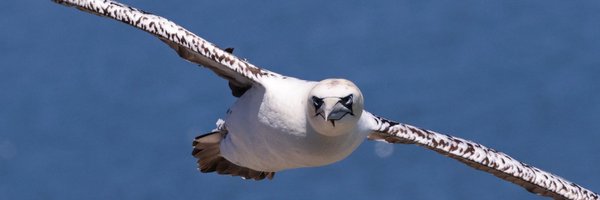 StuartFox1 Profile Banner