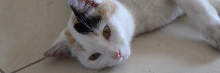 Reen 🇦🇺😻♥️☮️🇺🇦🕊 banner