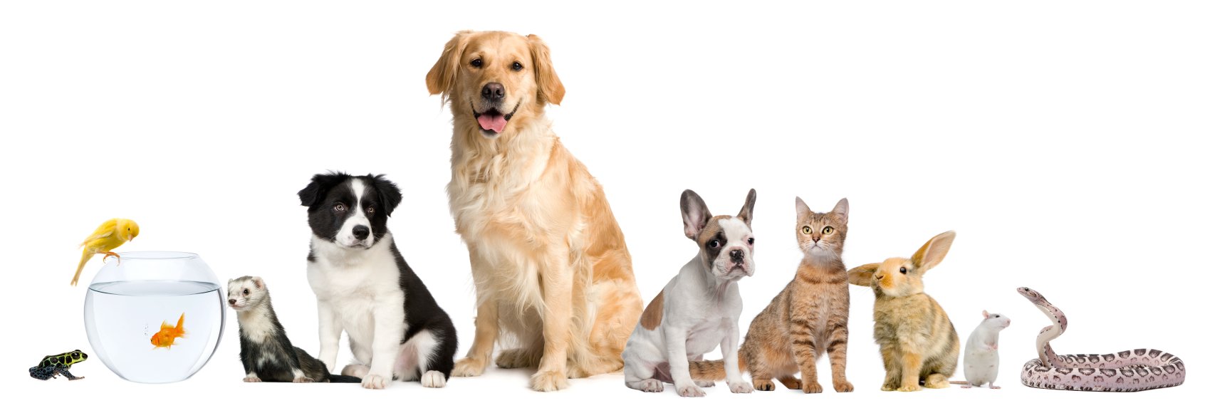 PetProductsllc's profile banner image