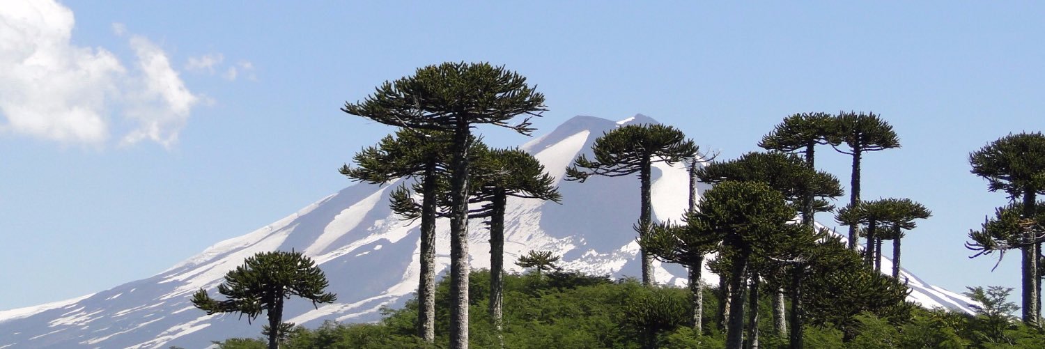 reinosocris's profile banner image