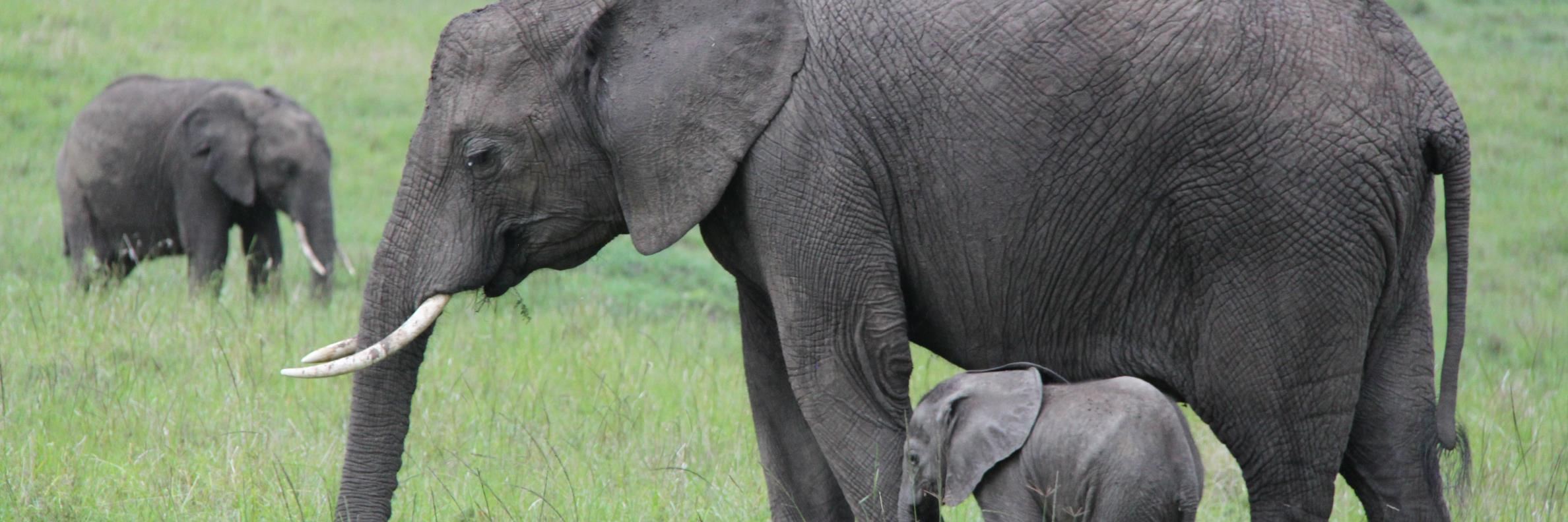 Sharron Batsch banner