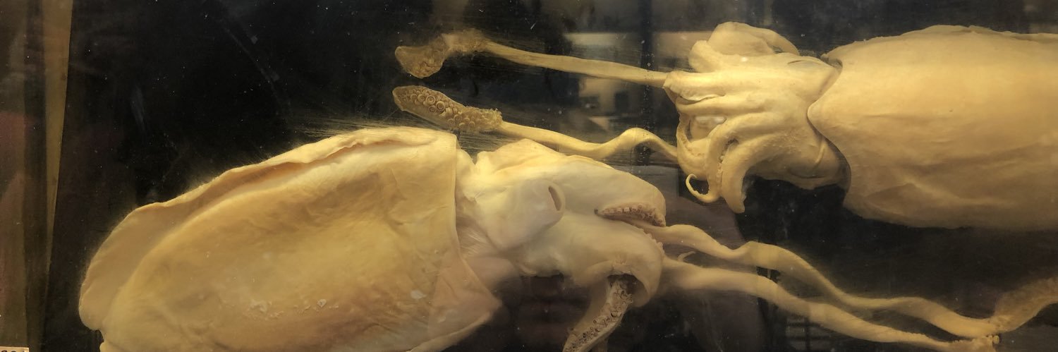 Mighty Brunstad ︽✵︽ banner