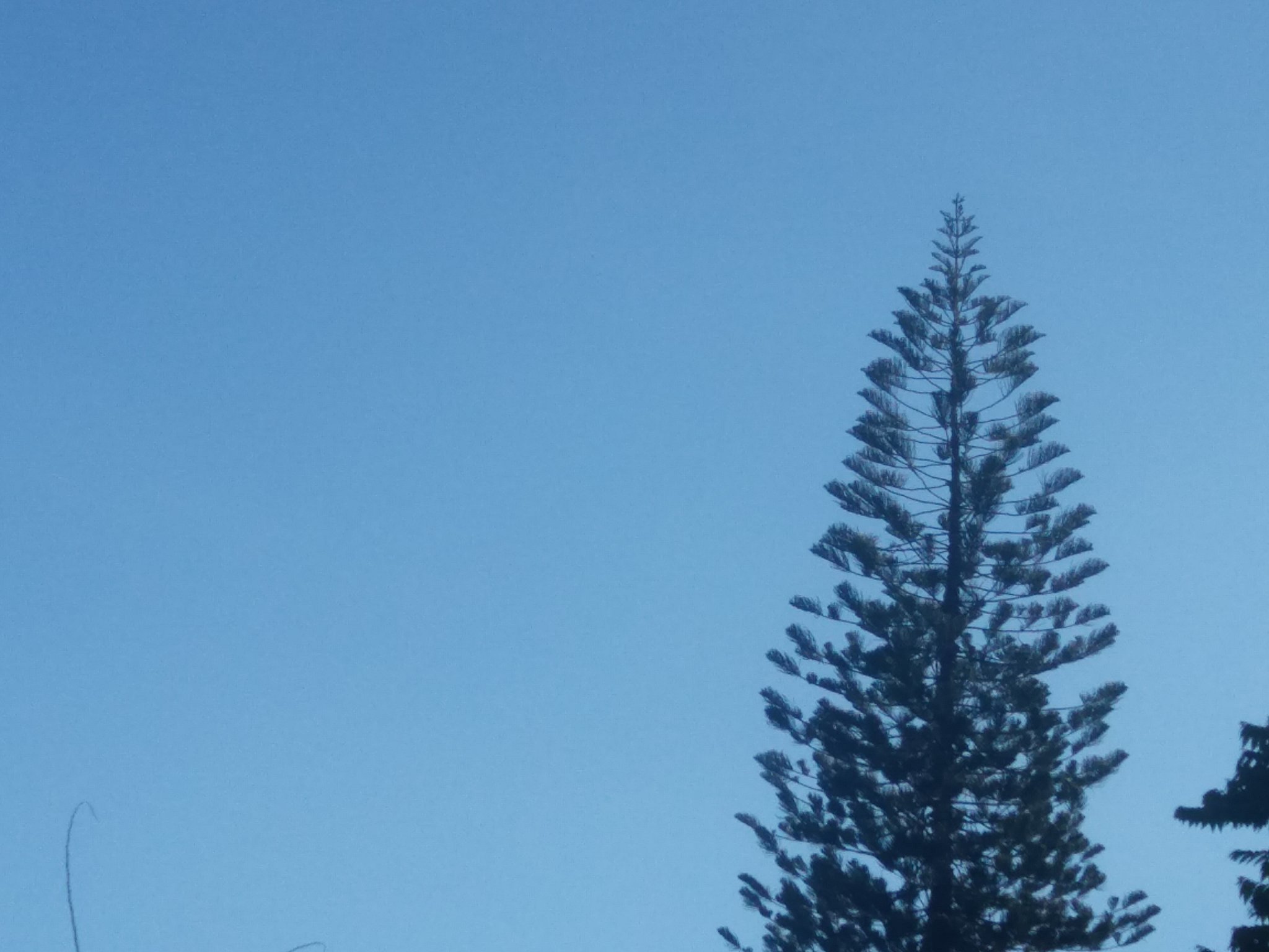ppetch_4's profile banner image