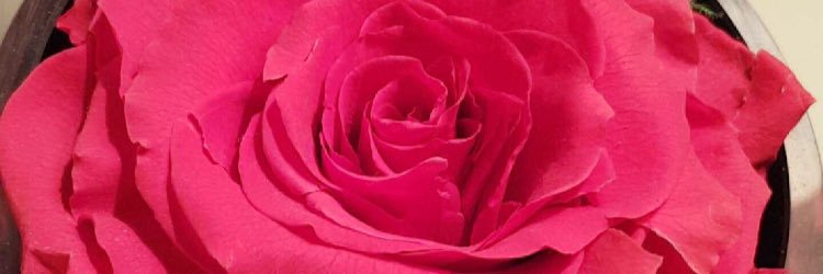 Wf14341's profile banner image