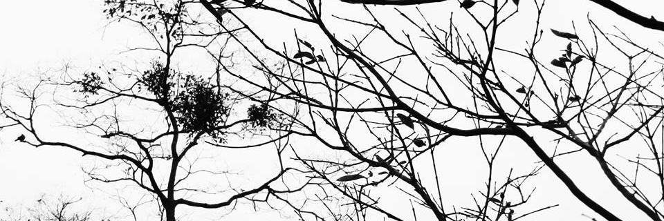 cimaliberty's profile banner image
