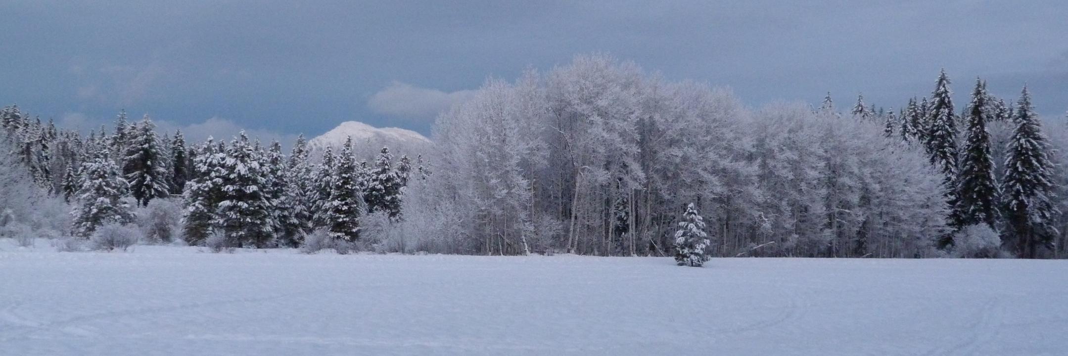 A Adamson 🇺🇸🦅💙 banner