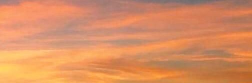 lily banner