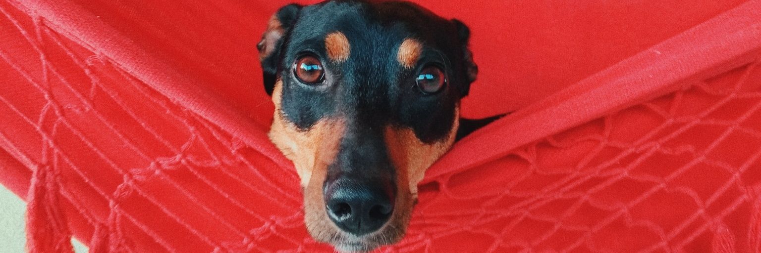 llorraner's profile banner image