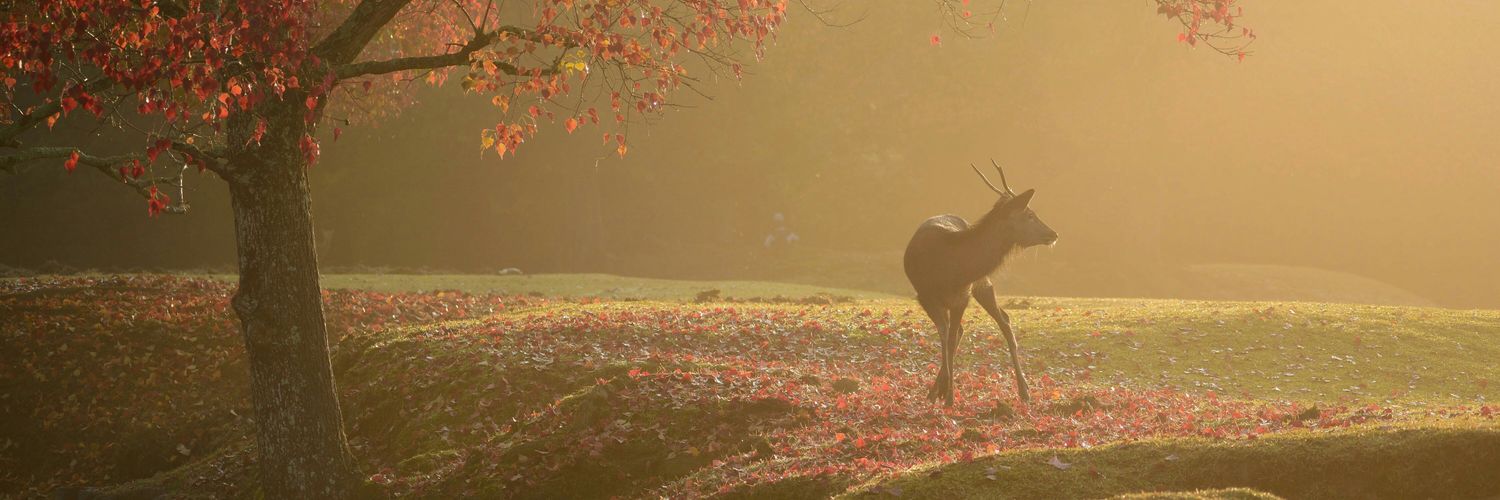 にこんくん™🍅🍰♨️🍝🐕️🎠(cv ｲｹﾒﾝお兄さん) banner