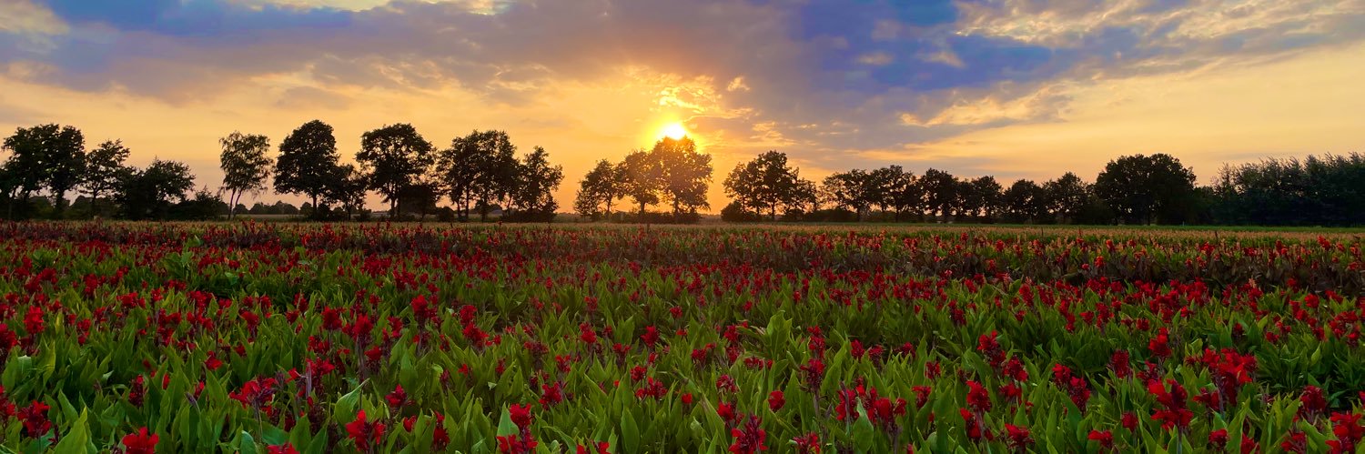 🌼Elly MichielsFleuren🌼 banner