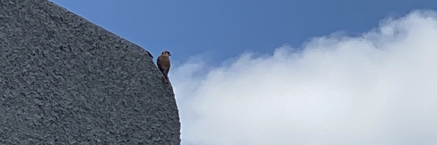 Trevino Young banner