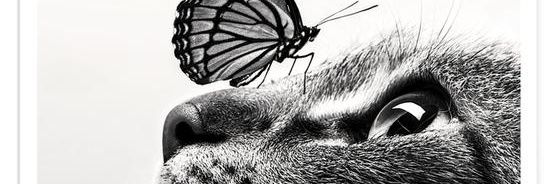 🦋 Ms. Cooper 🦋 banner