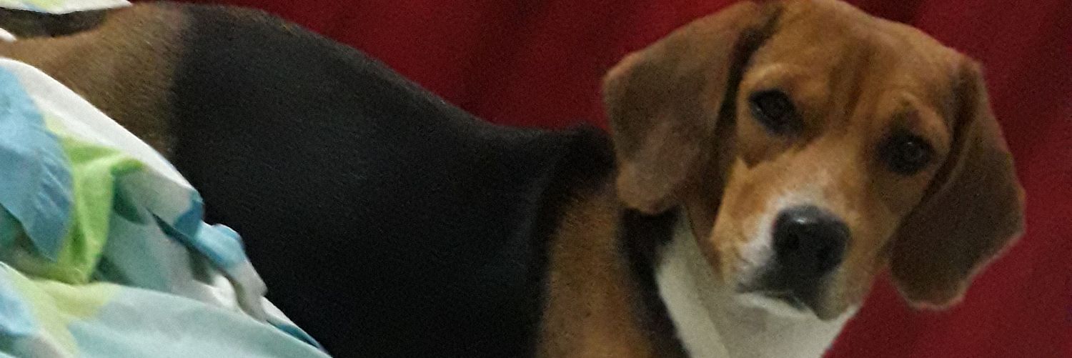 MarielMuskusMon's profile banner image