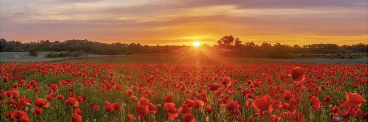anitabarral's profile banner image