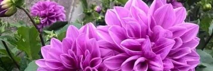 ✨ سراي رودريغيز banner