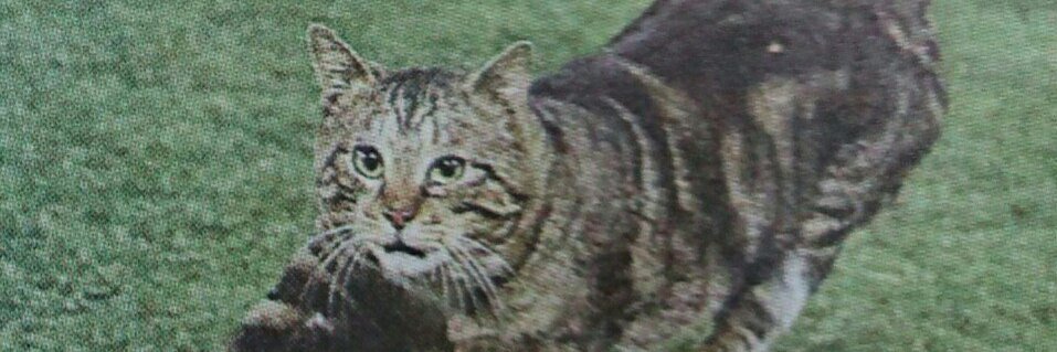 Rafael Lubner banner