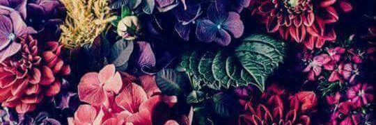 _luisaramos_'s profile banner image