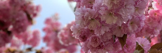 amnos1122617's profile banner image