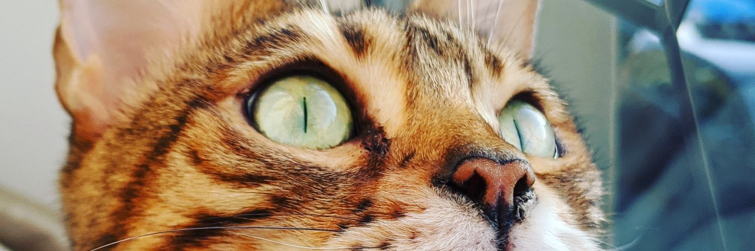 __Simmy's profile banner image