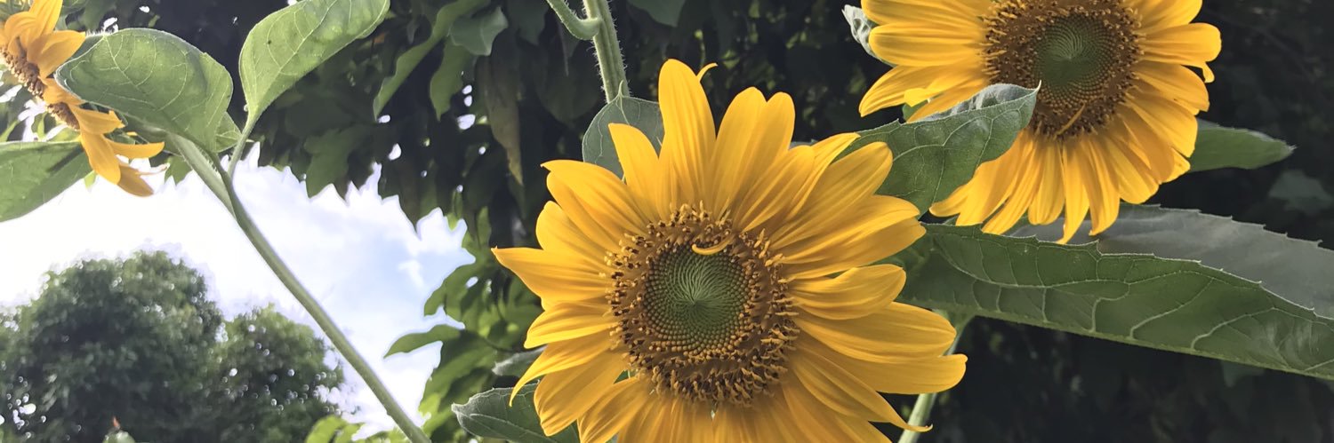 wendgmez's profile banner image