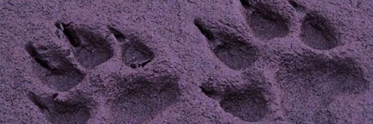 dany ᢉ𐭩's banner