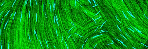 SPBioDev Profile Banner